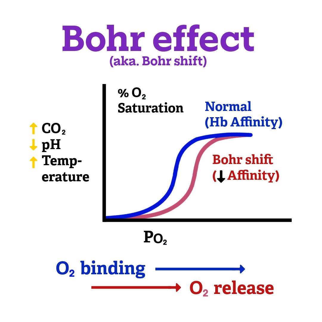 illustration of Bohr effect or Bohr shift as it relates to deep breathing and oxygen in the body